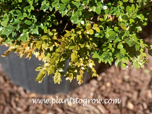 Volutella Blight of Boxwood